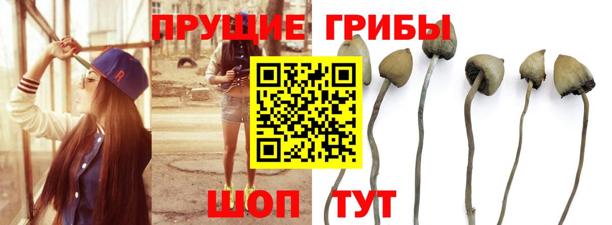 Псилоцибиновые грибы Cubensis Луга